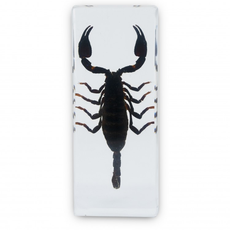 Scorpion Specimen for Labs and Scientific Classrooms