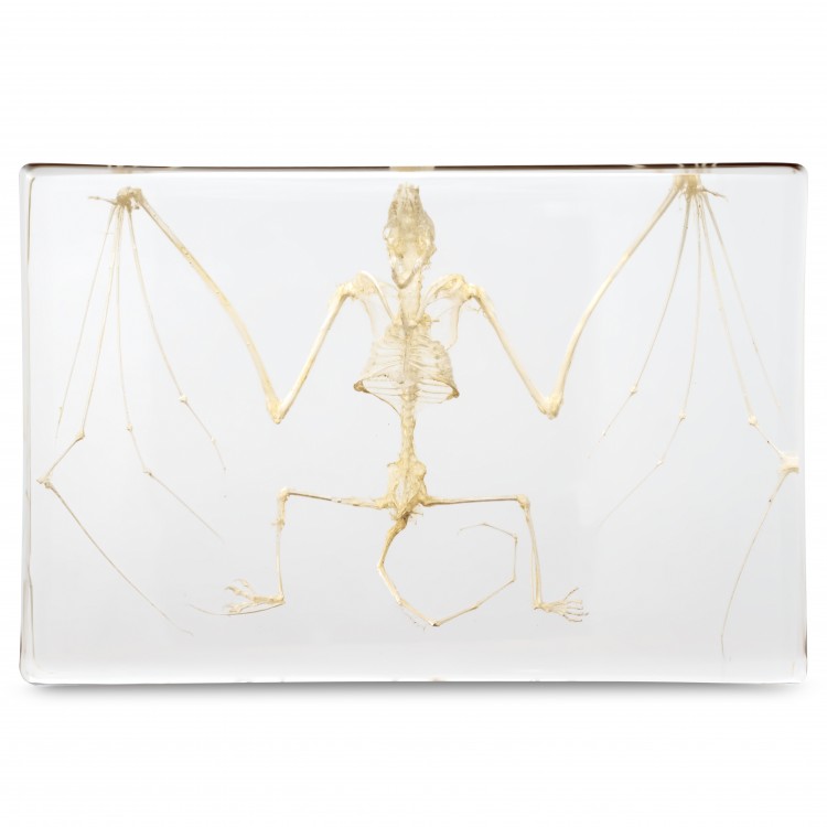 Real Bat Skeleton- Bat Skeleton Taxidermy, Authentic Skeleton Paperweight or Scientific Specimen