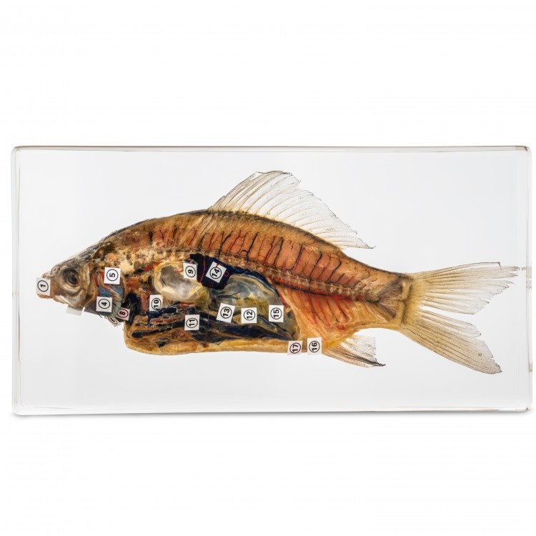 Fish Dissection Specimen for Science