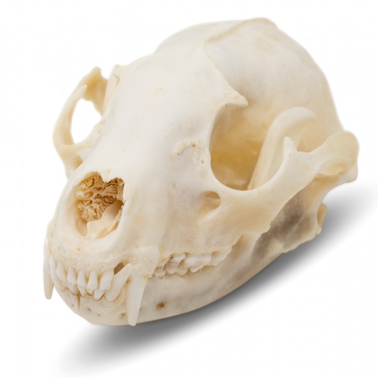 QWORK Animal Skeleton Animal Skull Model Cat Skull Taxiderm Skull Specimen Medical Anatomical Skull Replica Racoon Dog Skull 