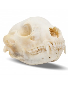 Raccoon Skull- Real Raccoon Skull Taxidermy, Made in The USA