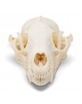 Raccoon Skull- Real Raccoon Skull Taxidermy, Made in The USA