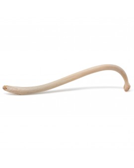 Raccoon Baculum Bone- Raccoon Penile Bone, Texas Toothpick from Real Raccoon, Used for Good Luck and Natural Enhancement