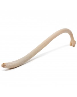 Raccoon Baculum Bone- Raccoon Penile Bone, Texas Toothpick from Real Raccoon, Used for Good Luck and Natural Enhancement