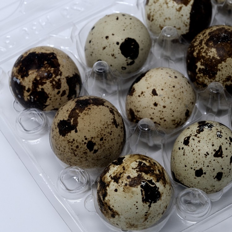 Quail Egg Cartons, Pack of 50, Each Holds 12 Quail Eggs, Bulk Carton for Dozens of Small Eggs, Quail, Pheasant, or Grouse