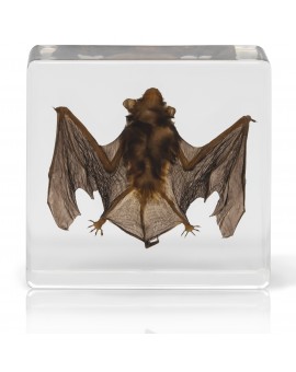 Bat Specimen- Real Bat Specimen, Encased Animal Specimen for Science Classrooms or Gifts
