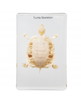 Turtle Skeleton Specimen