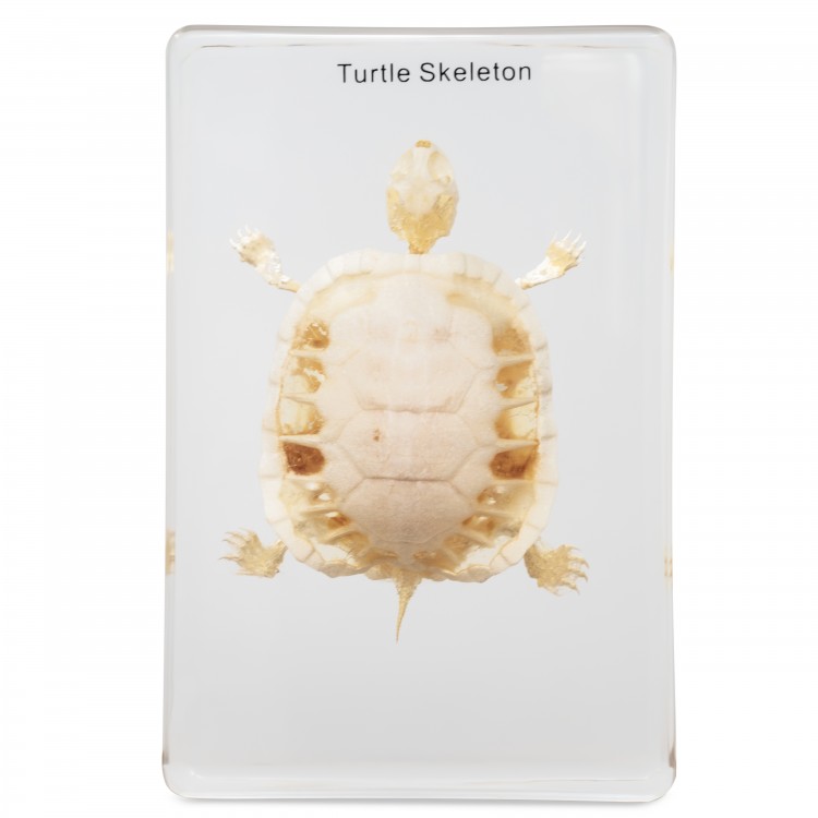 Turtle Skeleton Specimen
